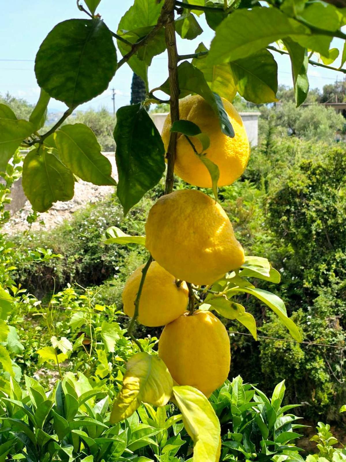 הימארה Philoxenia Guest House מראה חיצוני תמונה