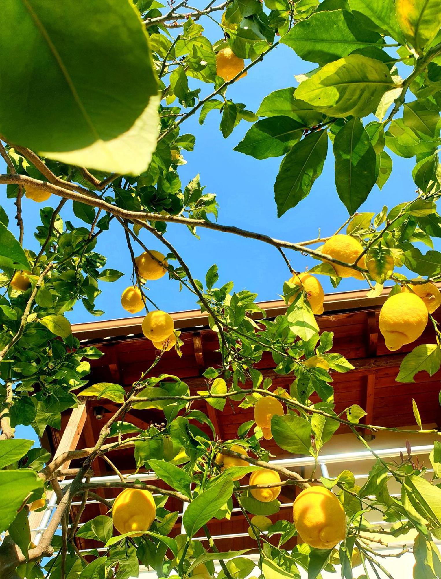 הימארה Philoxenia Guest House מראה חיצוני תמונה