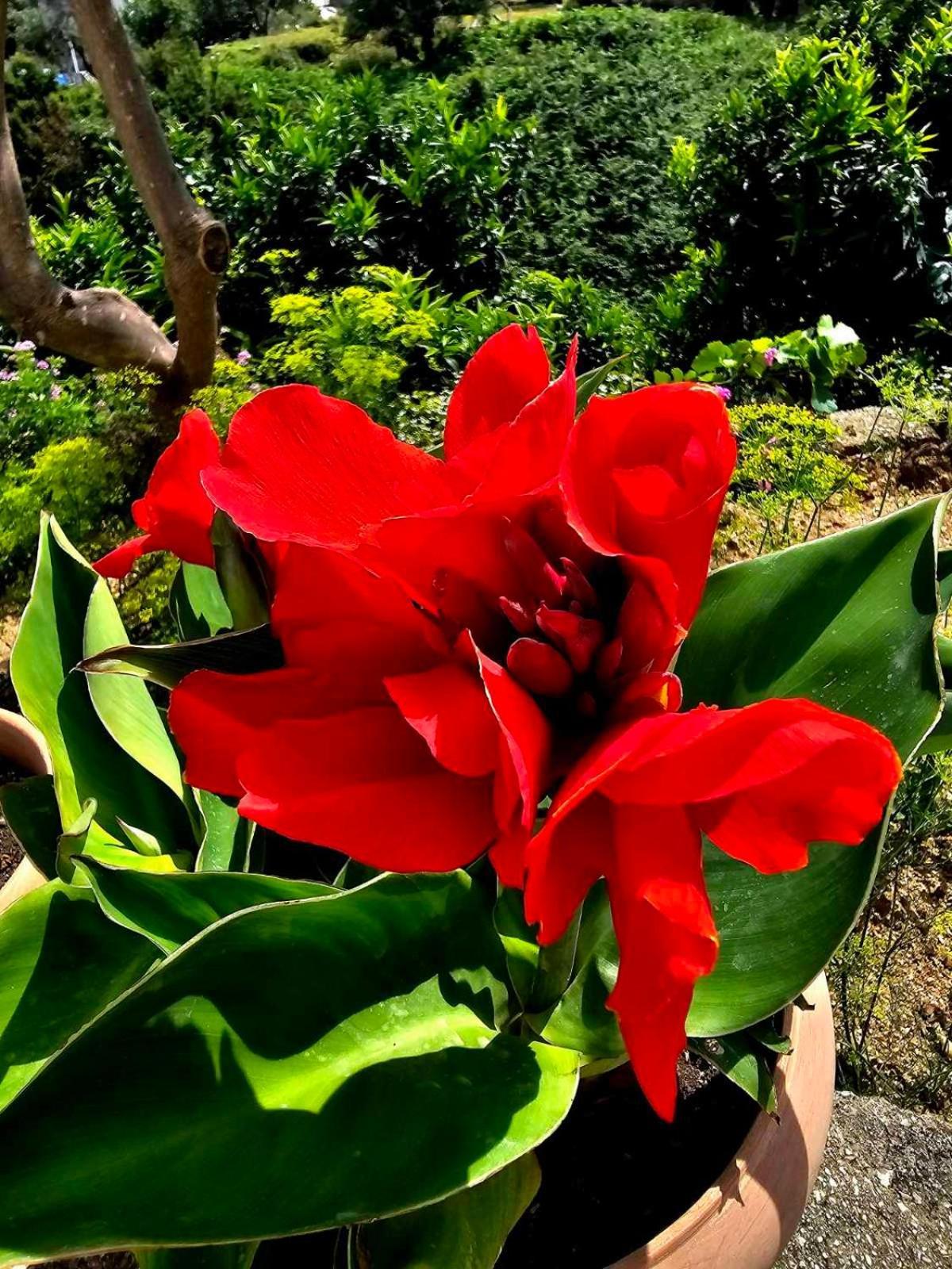 הימארה Philoxenia Guest House מראה חיצוני תמונה