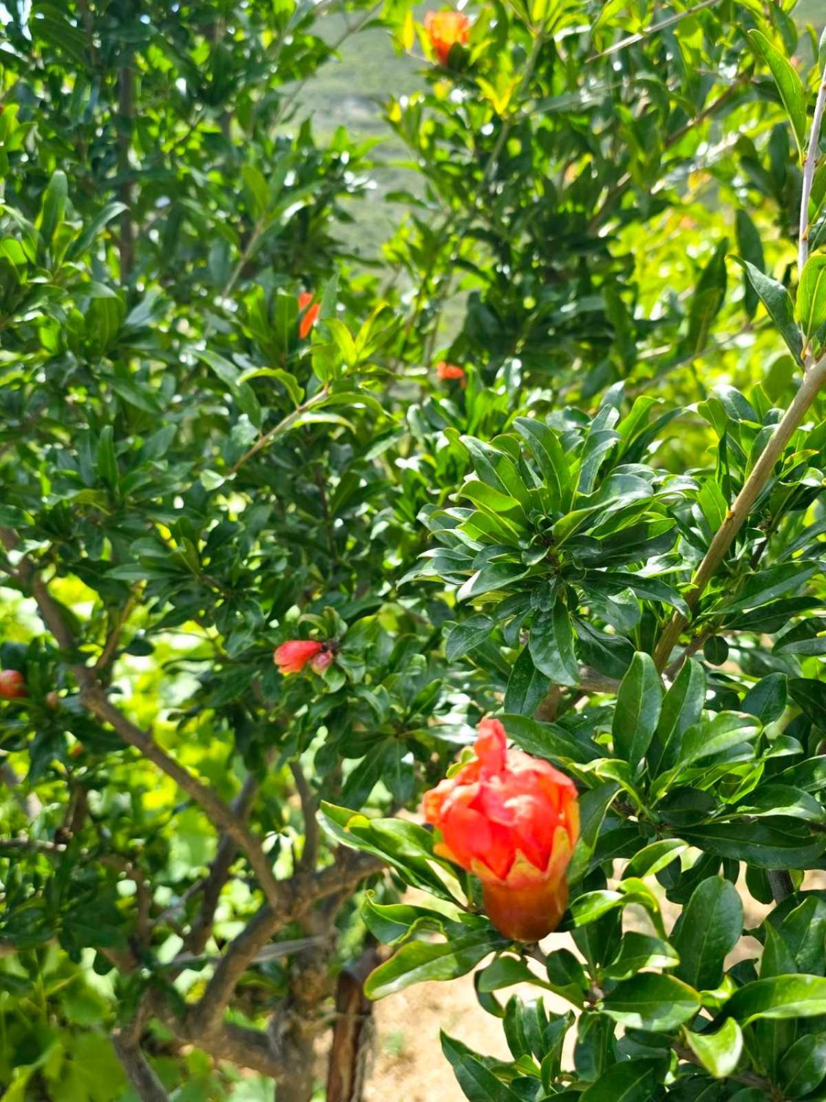 הימארה Philoxenia Guest House מראה חיצוני תמונה