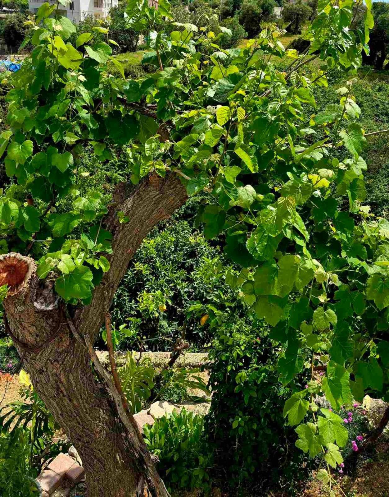 הימארה Philoxenia Guest House מראה חיצוני תמונה
