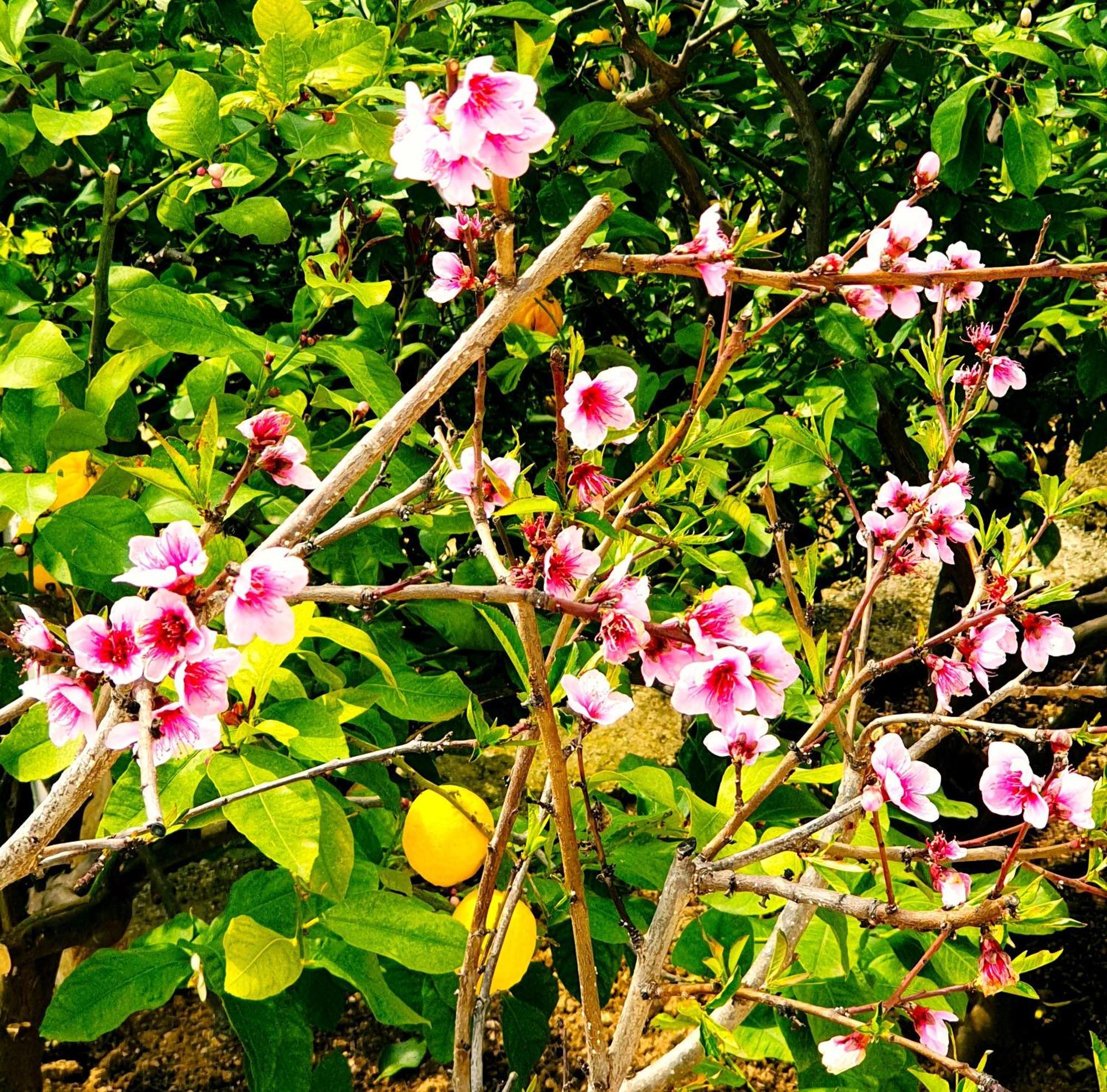 הימארה Philoxenia Guest House מראה חיצוני תמונה